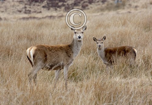 Red Hind and Calf  Jura  1   2010